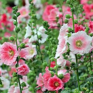 100pcs Pink Hollyhock Seeds Add Color to Your Garden Decorate Flower Borders Window Boxes Hanging Baskets Long Flowering Low Maintenance