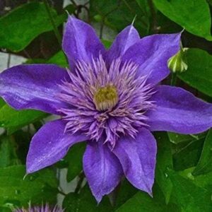 100Stück lila Clematis Samen Schöne mehrjährige Terrassenbepflanzung ist eine dekorative Blume die oft in Event Ausstellungen verwendet Wird und außergewöhnliche Effekte bringt