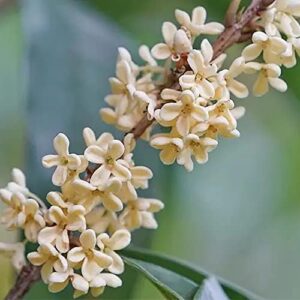 100pcs White Osmanthus Seeds Planted in Outdoor Has Ornamental Value Create Different Gardening Scenery Fast Growing Suitable for Anyone Who Wants to Plant