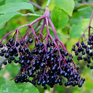 100pcs Elderberry Seeds Easy Care for Outdoor Planting Garden Patio Suitable Beginners Natural Growth Brightens Garden Art Decoration Easy Maintain