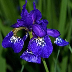 10pcs Blue Iris Bulbs Aquatic Plant Set Creates Good Ecological Environment Unparalleled Ornamental Effect for Landscaping and Potted Design