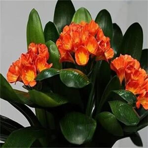 10pcs Mix Clivia Seeds Creating A Unique Garden Environment Flowers Display The Beauty of A Garden Attractive Floral Fragrance