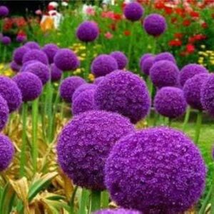 2 Outdoor Garden Giant Purple Allium Giganteum Onion Flower Bulbs