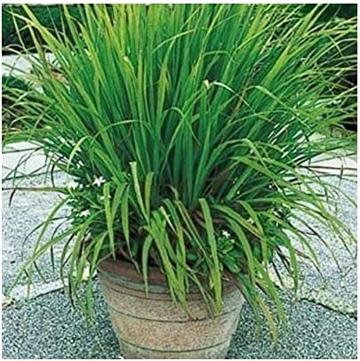 2 x Plants-Organic Lemongrass-Cymbopogon citratus-Citronella-Excellent Herb
