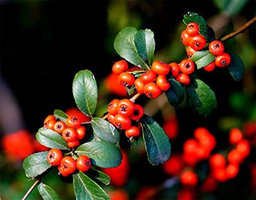 30pcs Pyracantha Seeds Evergreen Perennial Shrub Creating A Beautiful Environment Indoor and Outdoor Potted Design Easy to Plant Essential in Daily Life