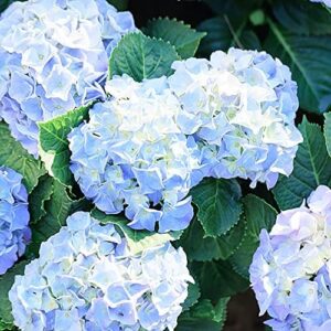 100pcs Hydrangea Seeds Delicate Bouquets for Decoration Wedding Festivals Broad Canopy Indoor and Outdoor  Home Gardening