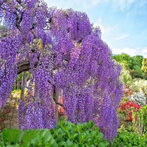 10pcs Purple Wisteria Seeds Planted Indoors Outdoors Exotic Ornamental Trees 10pcs White Wisteria Seeds Unique Hanging Flowers