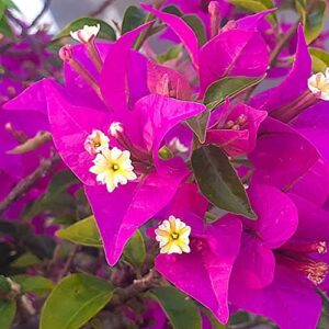 100pcs Bougainvillea Seeds in Autumn Sowing Making Hanging Baskets of Flowers DIY Home Garden Natural Decoration Unique Appearance